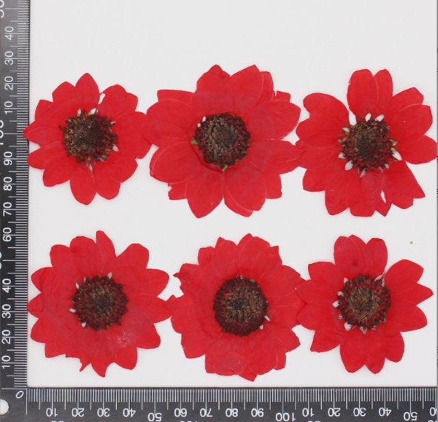 Pressed Red Sunflower: 6 PCS Dried Flat Flowers