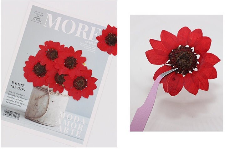 Pressed Red Sunflower: 6 PCS Dried Flat Flowers