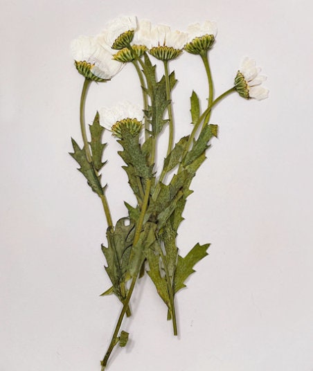 Pressed White Daisy Chrysanthemum, Dried Flower Set (10pcs)