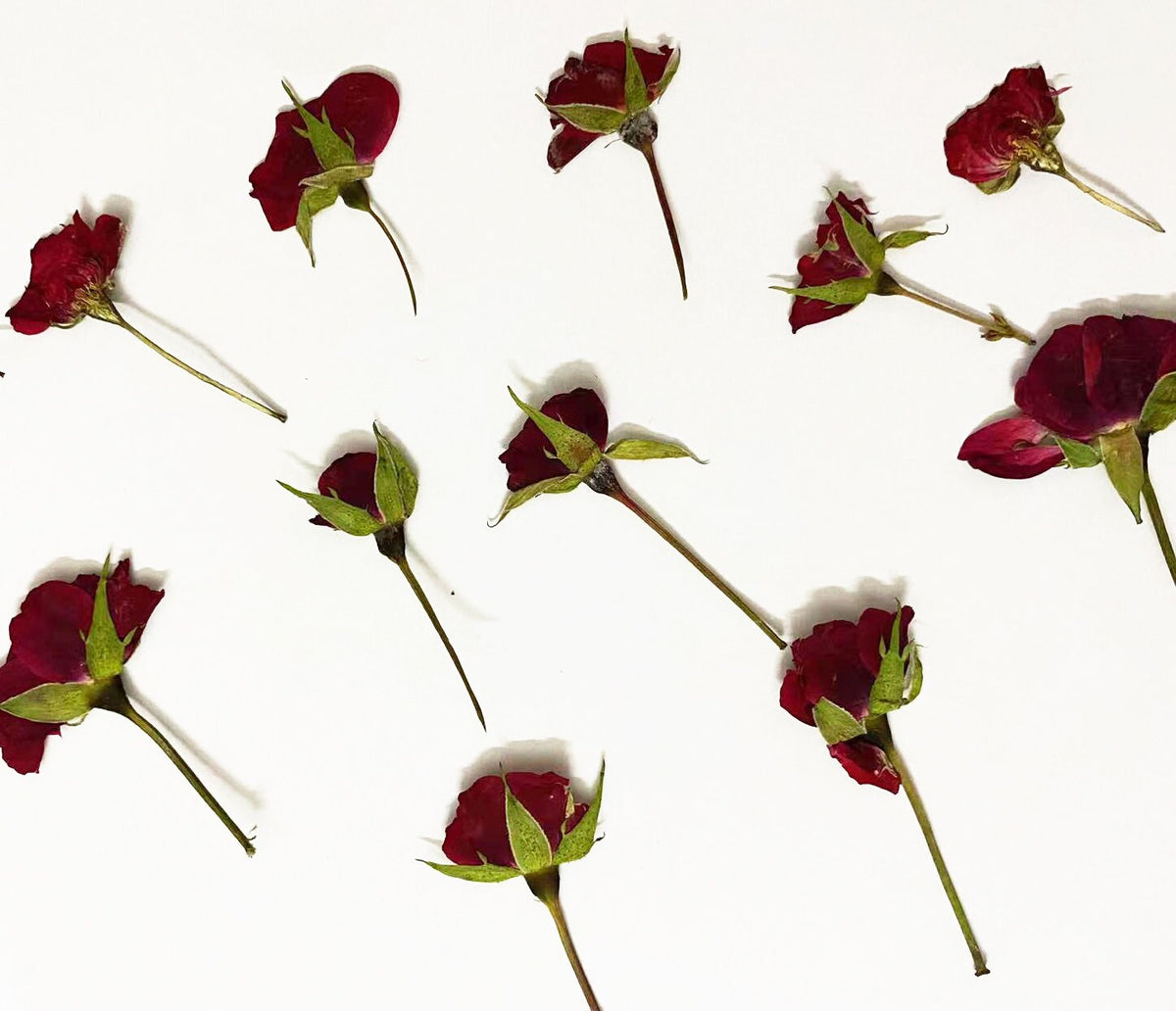 10PCS Dried Pressed Red Rose Buds: Tiny Real Flower Stems