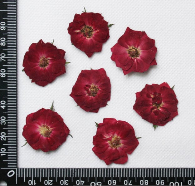 Rose Pressed flowers,A Pack of 10 PCS dried Pressed flowers,dried flower,rose Dried Pressed flowers ,Red rose Mothers Day gift