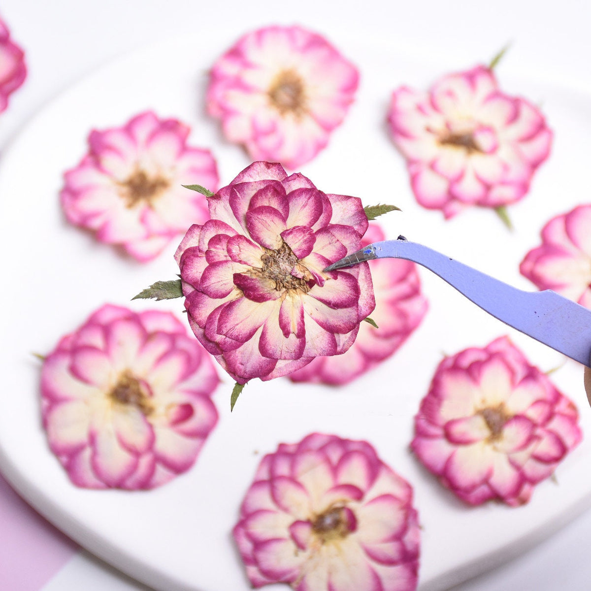 Pressed Purple Roses: Two-Tone Dried Flowers, 6 PCS