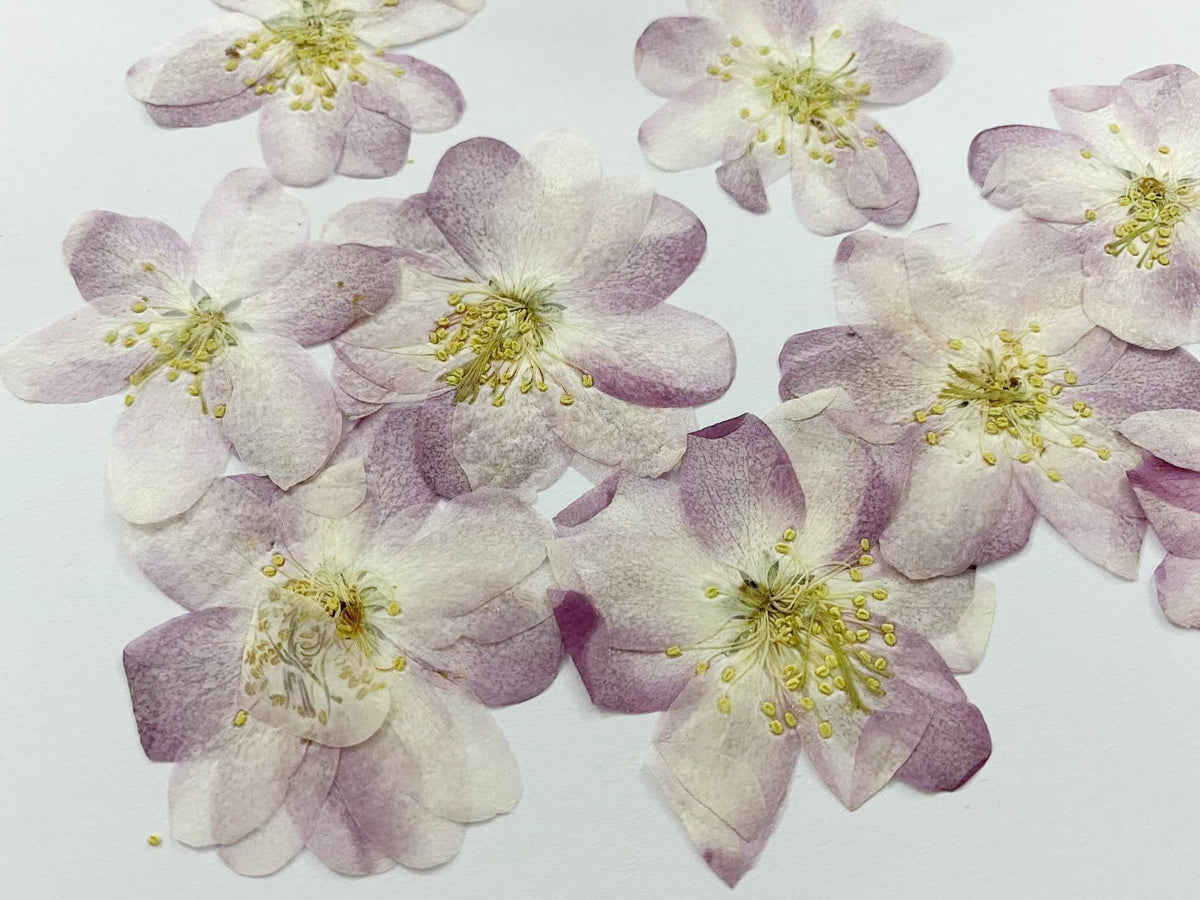 Pressed Flower,Begonia Dried Flowers 8 PCS/Pack , Purple Flat Dry Flowers Bulk,Floral,dry flowers,pink purple Begonia flower Dried flowers