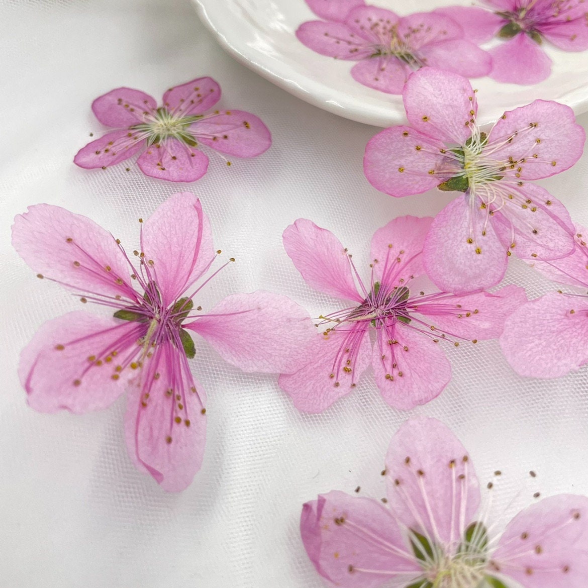 Pink Peach Blossom Pressed Flowers - 8 PCS for Resin Art