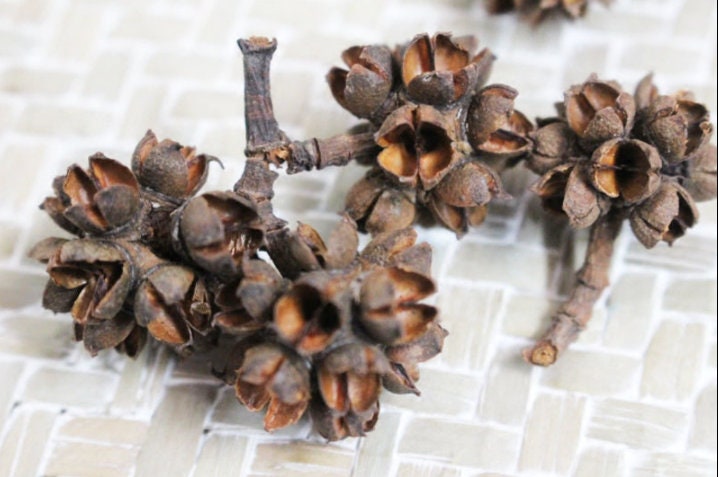 Dried Flower Fruit Slices: Decorative Pressed Fruit, Set of 10