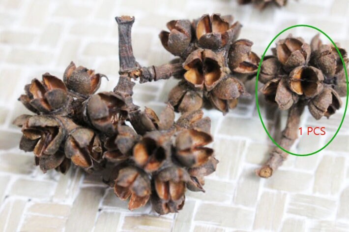 Dried Flower Fruit Slices: Decorative Pressed Fruit, Set of 10