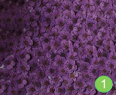 Pressed Flowers, Bulk Dried Flat Flowers, Resin Crafts, Art (20 PCS)