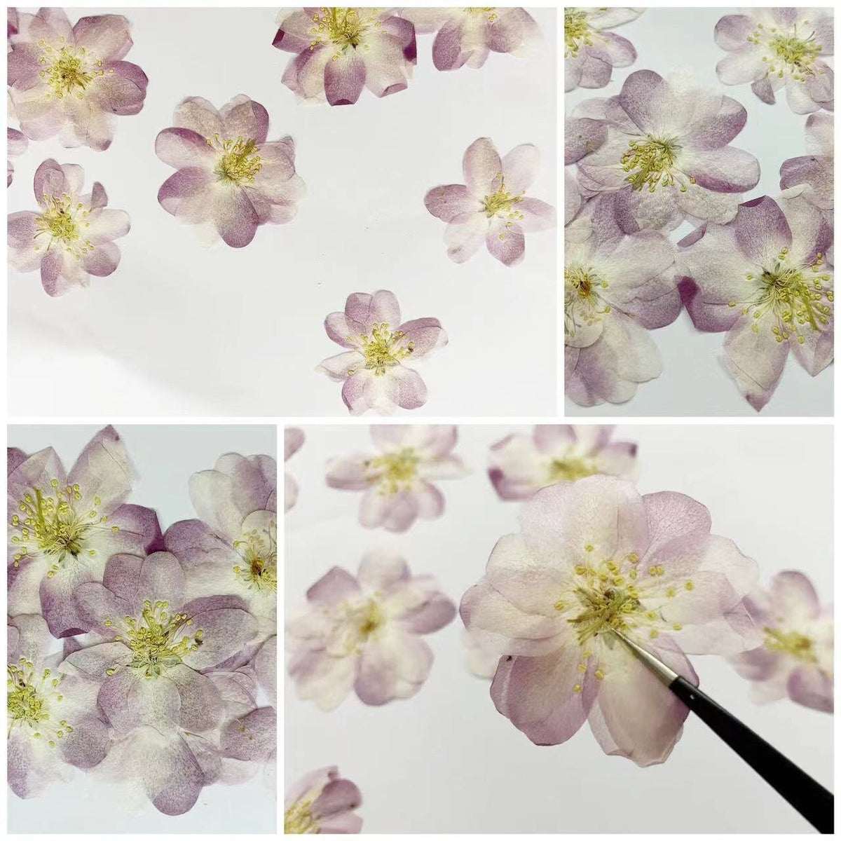 Pressed Flower,Begonia Dried Flowers 8 PCS/Pack , Purple Flat Dry Flowers Bulk,Floral,dry flowers,pink purple Begonia flower Dried flowers