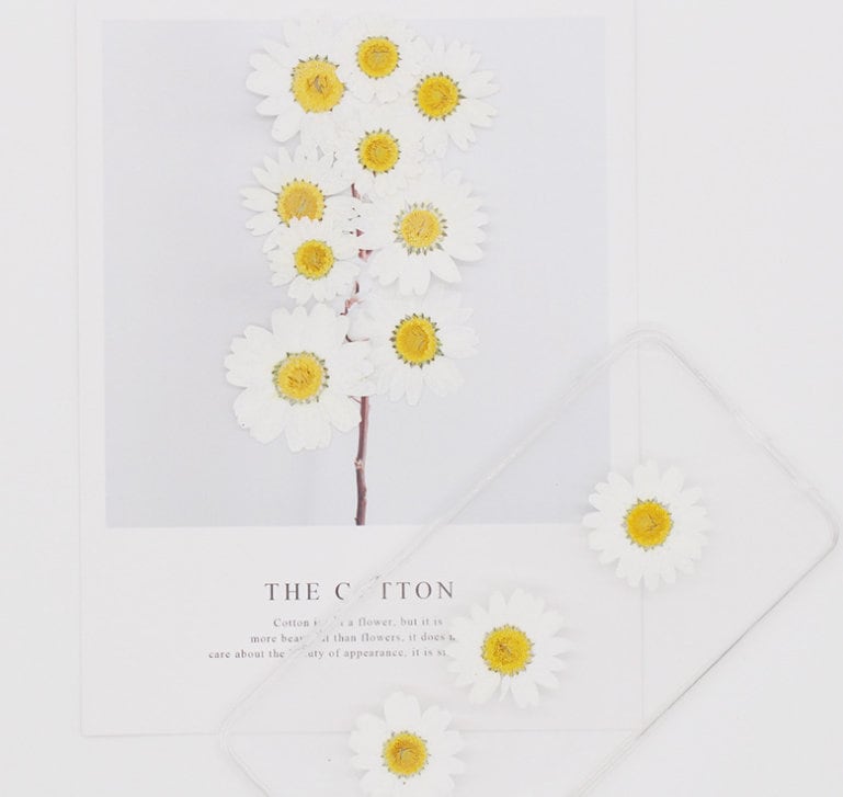 Pressed White Daisy (3 sizes) 12pcs/pack small Dry Flower Preserved White Daisies Dried Flat Wild flowers (2-2.5cm) (2.5-3cm) (3-3.5cm)