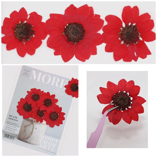 Pressed Red Sunflower: 6 PCS Dried Flat Flowers