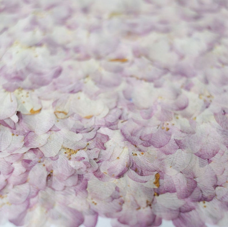 Pressed Flower,Begonia Dried Flowers 8 PCS/Pack , Purple Flat Dry Flowers Bulk,Floral,dry flowers,pink purple Begonia flower Dried flowers