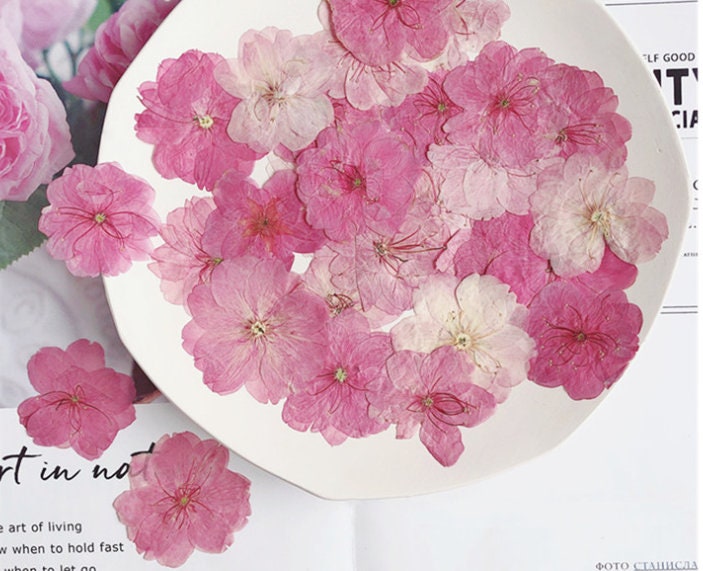 Cherry blossoms Dried Flowers (3-4cm) A Pack of 12 PCS ,Real Dried Flowers,Bulk pressed flower Floral,pink dry flowers,Dried Pressed flowers