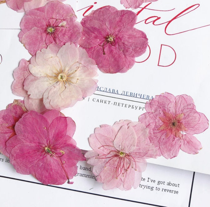 Cherry blossoms Dried Flowers (3-4cm) A Pack of 12 PCS ,Real Dried Flowers,Bulk pressed flower Floral,pink dry flowers,Dried Pressed flowers