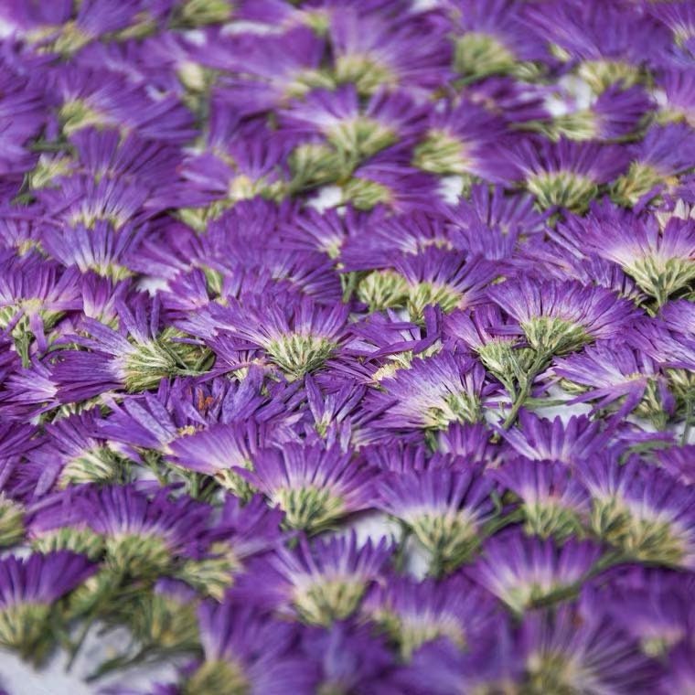 Purple Pressed New York Aster Flowers - 6 PCS - Wedding Invitation Decor