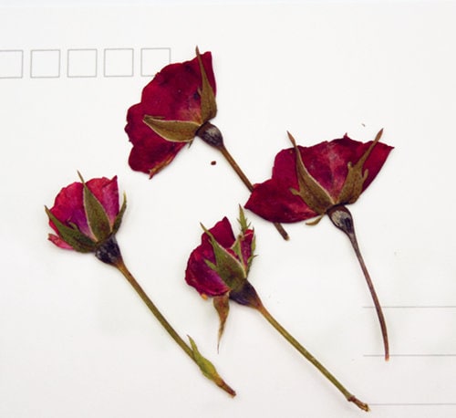 Pressed Red Rose Buds: Real Dried Flowers (6 PCS)