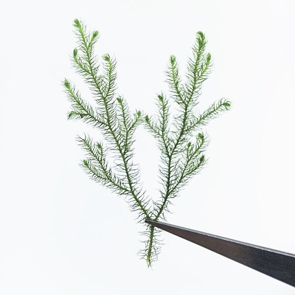 Pressed Lycopodium Green Leaves: Floral Foliage Stems (12 PCS, 5-8cm)