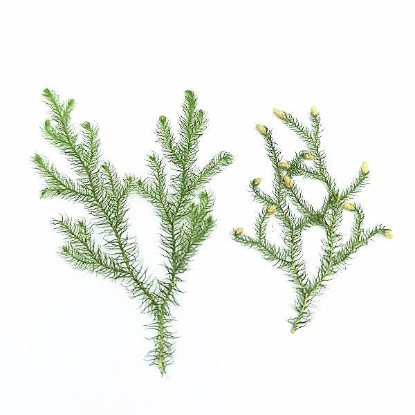 Pressed Lycopodium Green Leaves: Floral Foliage Stems (12 PCS, 5-8cm)