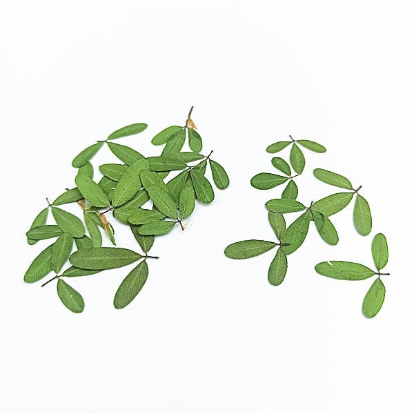 12 PCS Set Real Pressed Leaves,Pressed Green Leaves flower green leaves Floral real leaf flower Greeny Foliage (0.6-0.8cm)