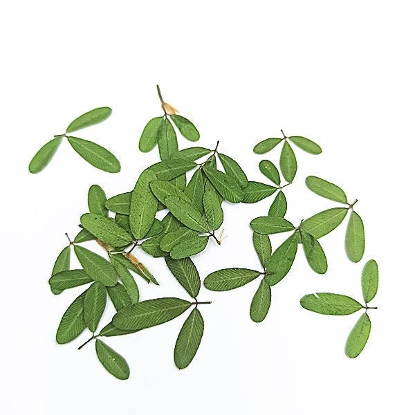 12 PCS Set Real Pressed Leaves,Pressed Green Leaves flower green leaves Floral real leaf flower Greeny Foliage (0.6-0.8cm)