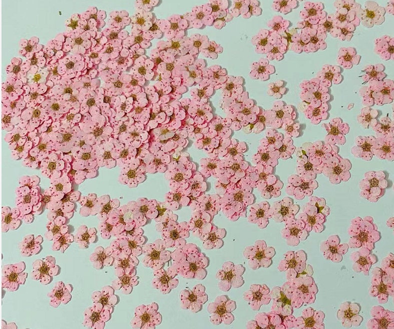 pressed flowers,pink pressed flowers,20 PCS/Pack,pink flower Dried flower,Narcissus flower,Small pink flower(0.5-0.8cm)