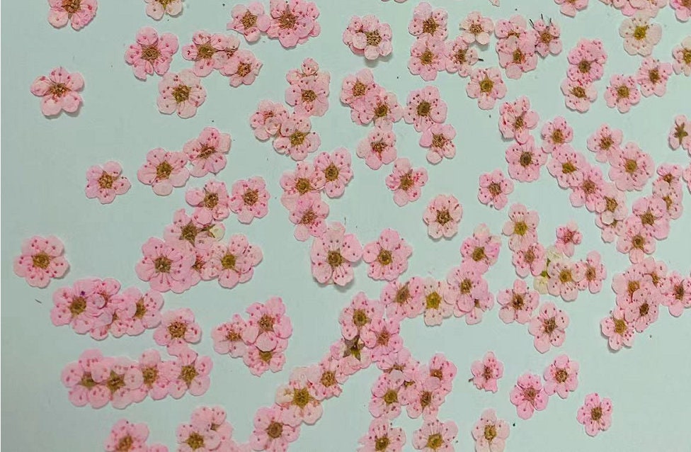 pressed flowers,pink pressed flowers,20 PCS/Pack,pink flower Dried flower,Narcissus flower,Small pink flower(0.5-0.8cm)