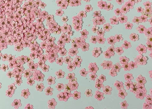 pressed flowers,pink pressed flowers,20 PCS/Pack,pink flower Dried flower,Narcissus flower,Small pink flower(0.5-0.8cm)