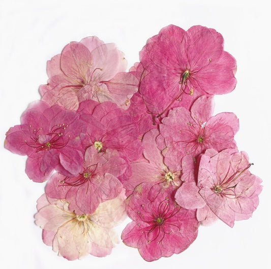 Cherry blossoms Dried Flowers (3-4cm) A Pack of 12 PCS ,Real Dried Flowers,Bulk pressed flower Floral,pink dry flowers,Dried Pressed flowers