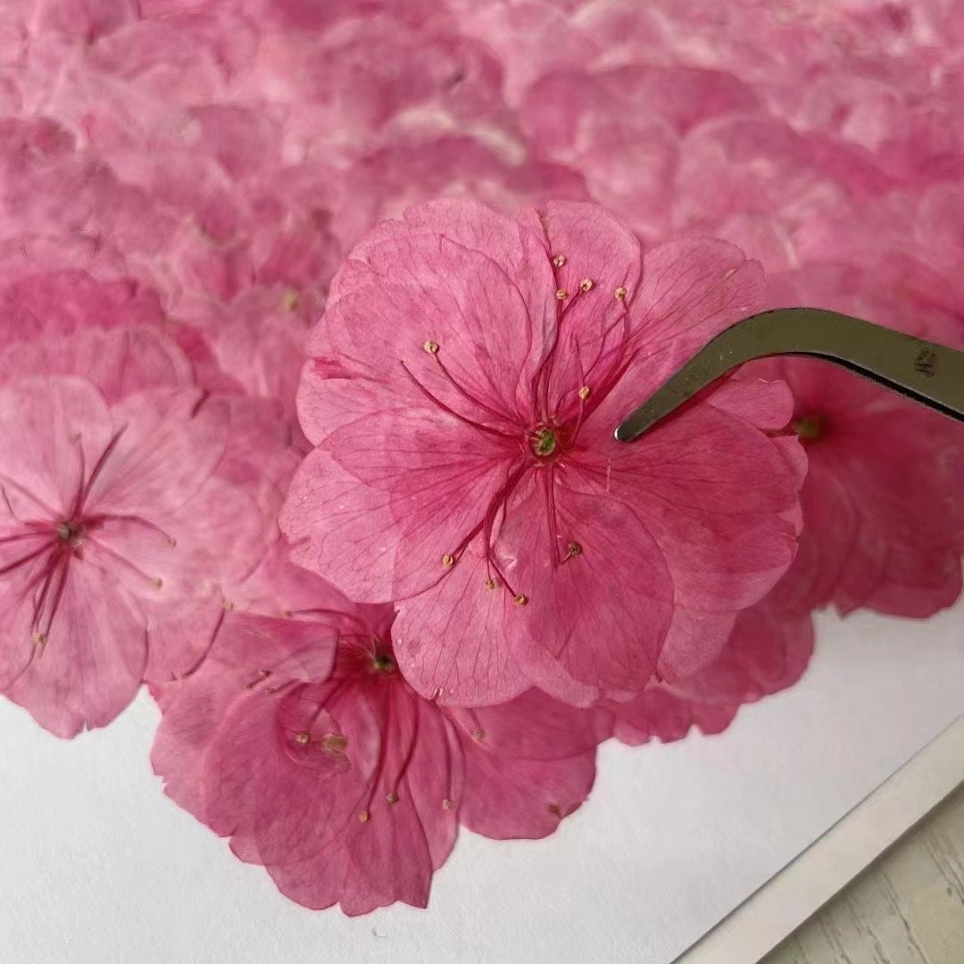 Cherry blossoms Dried Flowers (3-4cm) A Pack of 12 PCS ,Real Dried Flowers,Bulk pressed flower Floral,pink dry flowers,Dried Pressed flowers