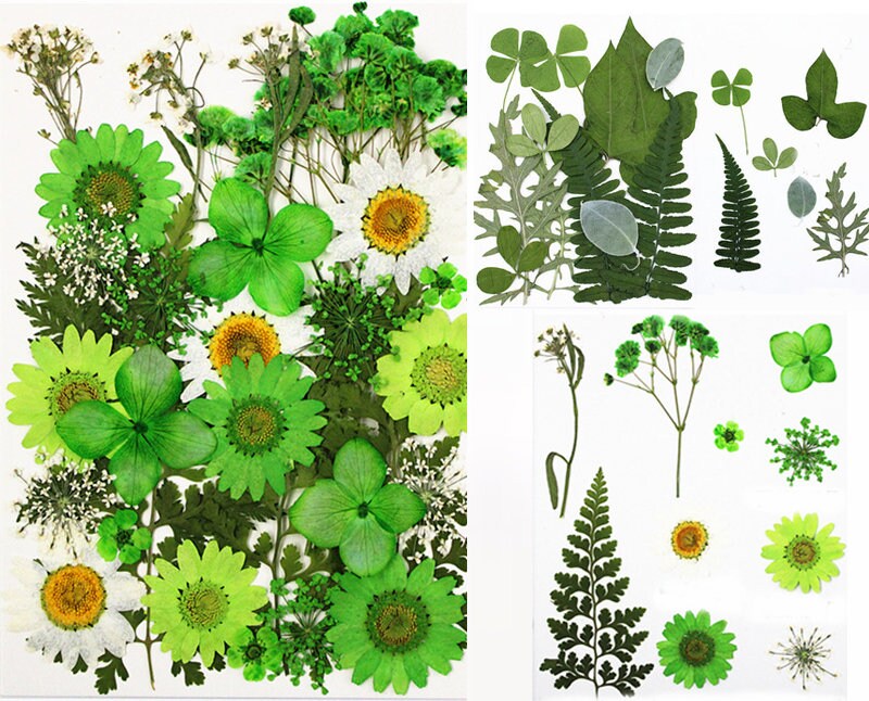 100 White Pressed Flowers: Dried Flat Wildflowers for Crafts