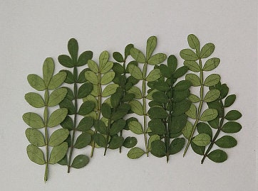 Dried Pepper Tree Leaves 12PCS, Pressed Botanicals, Village Craft (4-6cm)