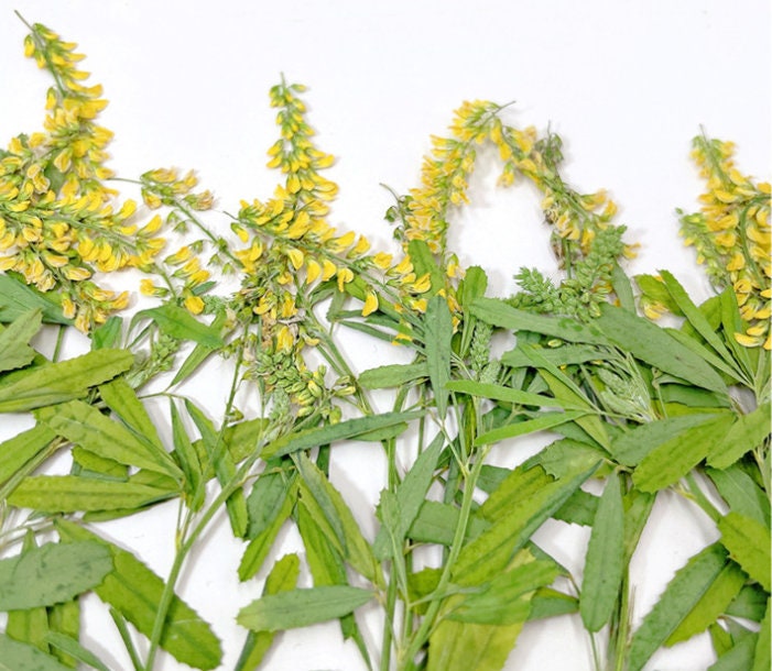Pressed Yellow Melilotus Flower Stems - Set of 12 - Natural Dried Flowers
