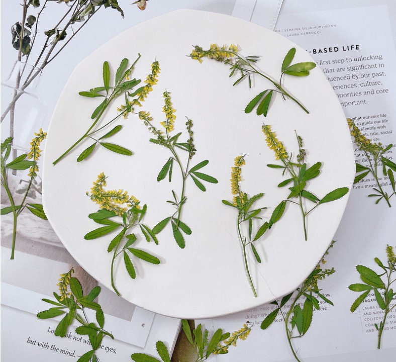 Pressed Yellow Melilotus Flower Stems - Set of 12 - Natural Dried Flowers