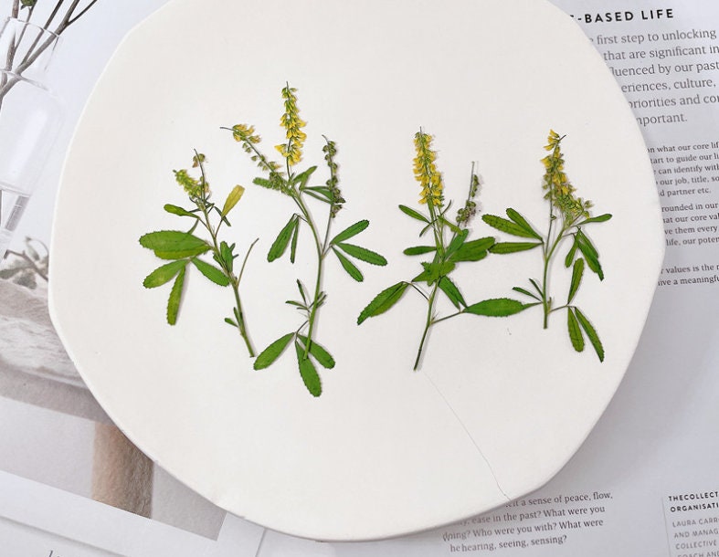 Pressed Yellow Melilotus Flower Stems - Set of 12 - Natural Dried Flowers