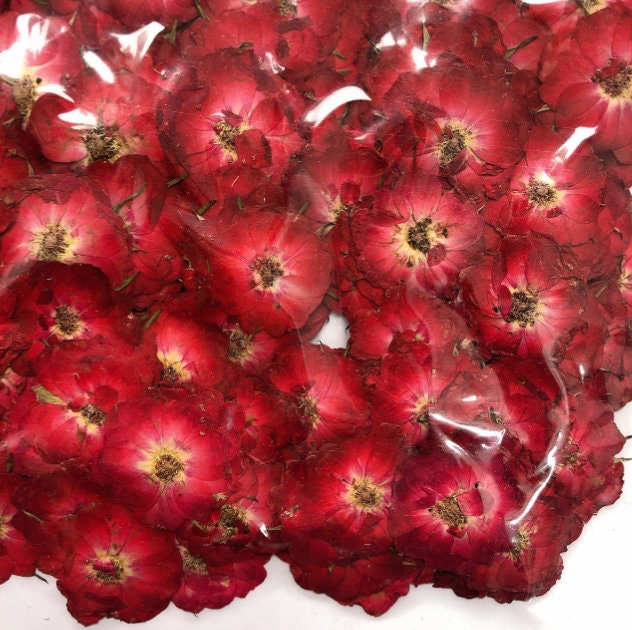 Red Pressed Rose Flowers: Flat Dried Roses, Wedding Crafts (10 PCS)