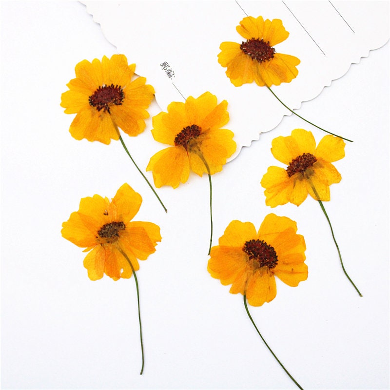 Pressed Chrysanthemum Flowers: Dark Yellow Dried Flower Stems, Set of 6