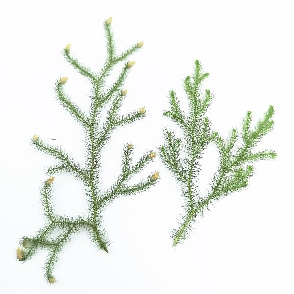 Pressed Lycopodium Green Leaves: Floral Foliage Stems (12 PCS, 5-8cm)