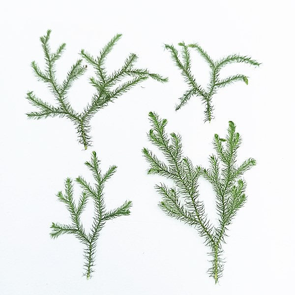 Pressed Lycopodium Green Leaves: Floral Foliage Stems (12 PCS, 5-8cm)