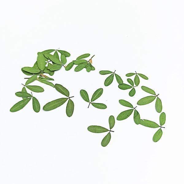 12 PCS Set Real Pressed Leaves,Pressed Green Leaves flower green leaves Floral real leaf flower Greeny Foliage (0.6-0.8cm)