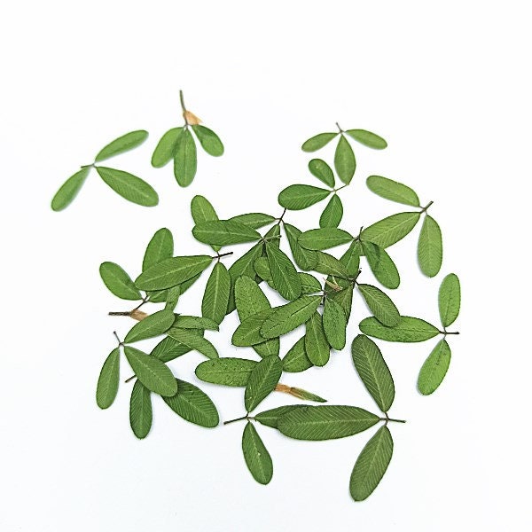 12 PCS Set Real Pressed Leaves,Pressed Green Leaves flower green leaves Floral real leaf flower Greeny Foliage (0.6-0.8cm)