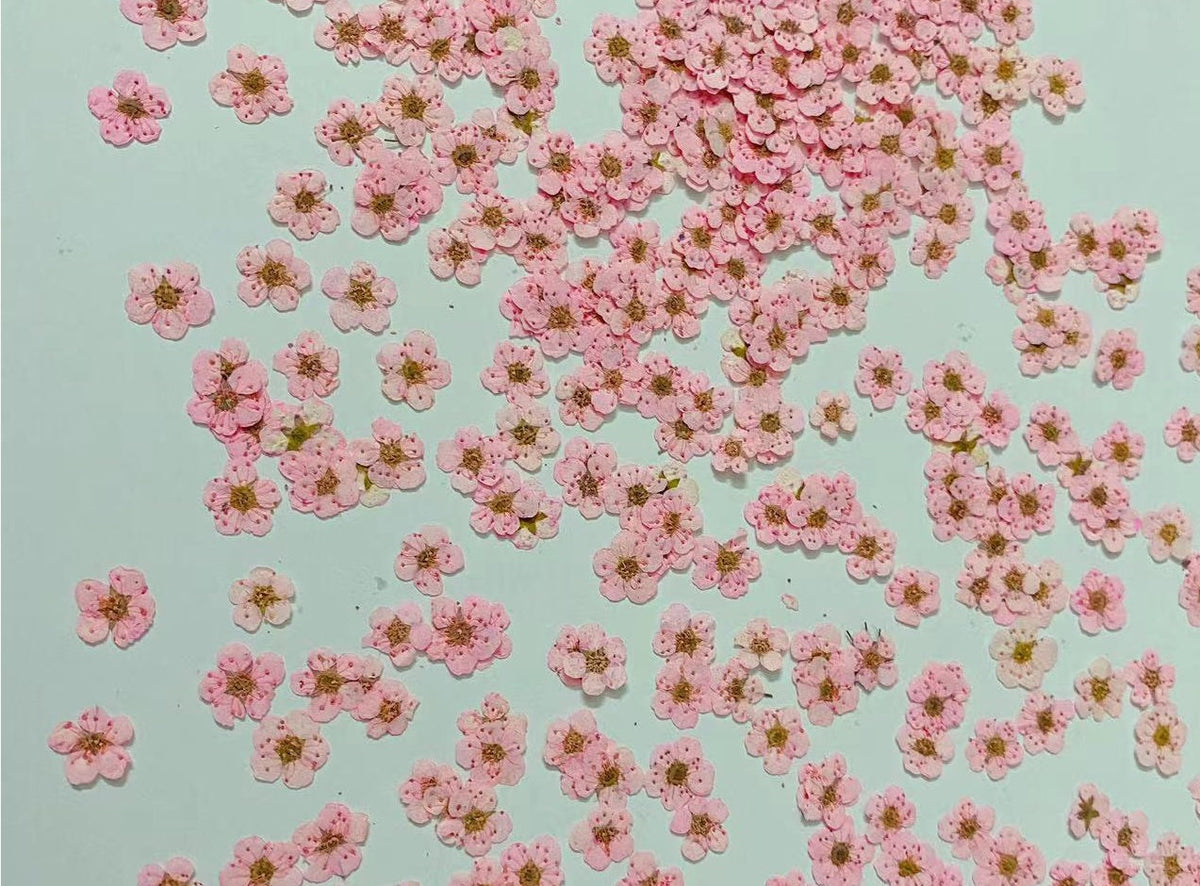 pressed flowers,pink pressed flowers,20 PCS/Pack,pink flower Dried flower,Narcissus flower,Small pink flower(0.5-0.8cm)