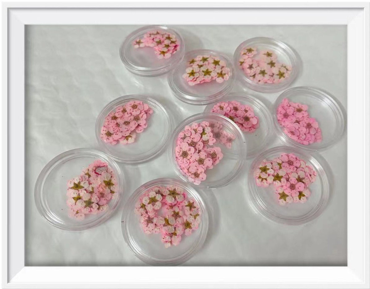 pressed flowers,pink pressed flowers,20 PCS/Pack,pink flower Dried flower,Narcissus flower,Small pink flower(0.5-0.8cm)