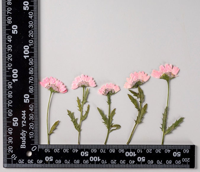Pink Chrysanthemum Pressed Flowers - 10 PCS Dried Flower Stems