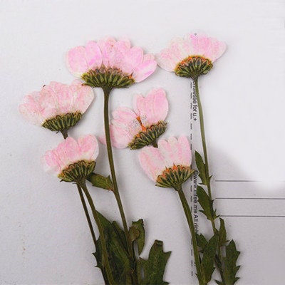Pink Chrysanthemum Pressed Flowers - 10 PCS Dried Flower Stems