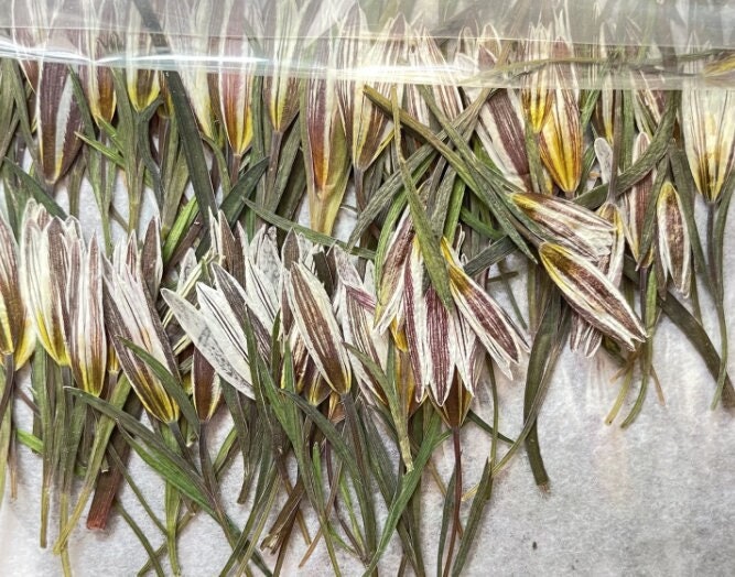 Pressed Lily Flowers: Real Dried Flower Stems, Wedding Invitation Embellishments (12 PCS)