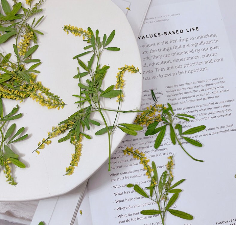 Pressed Yellow Melilotus Flower Stems - Set of 12 - Natural Dried Flowers
