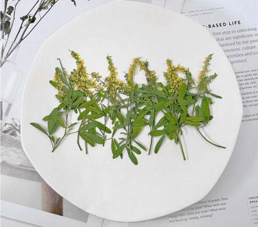 Pressed Yellow Melilotus Flower Stems - Set of 12 - Natural Dried Flowers