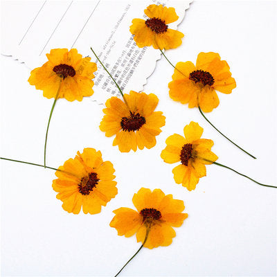 Pressed Chrysanthemum Flowers: Dark Yellow Dried Flower Stems, Set of 6