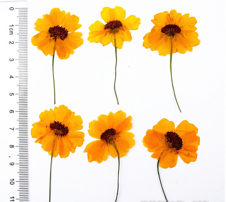 Pressed Chrysanthemum Flowers: Dark Yellow Dried Flower Stems, Set of 6