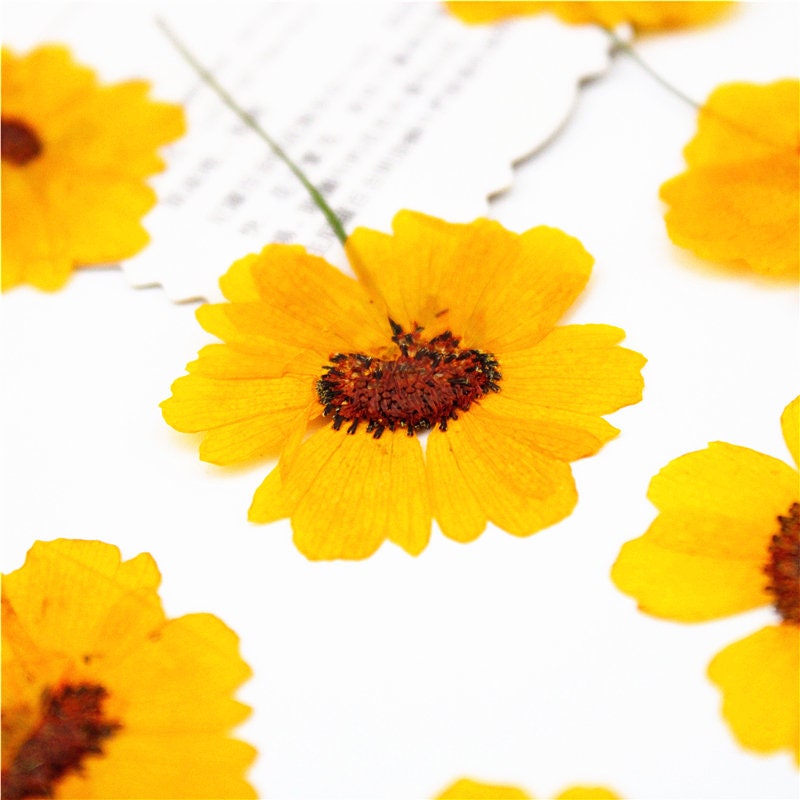 Pressed Chrysanthemum Flowers: Dark Yellow Dried Flower Stems, Set of 6