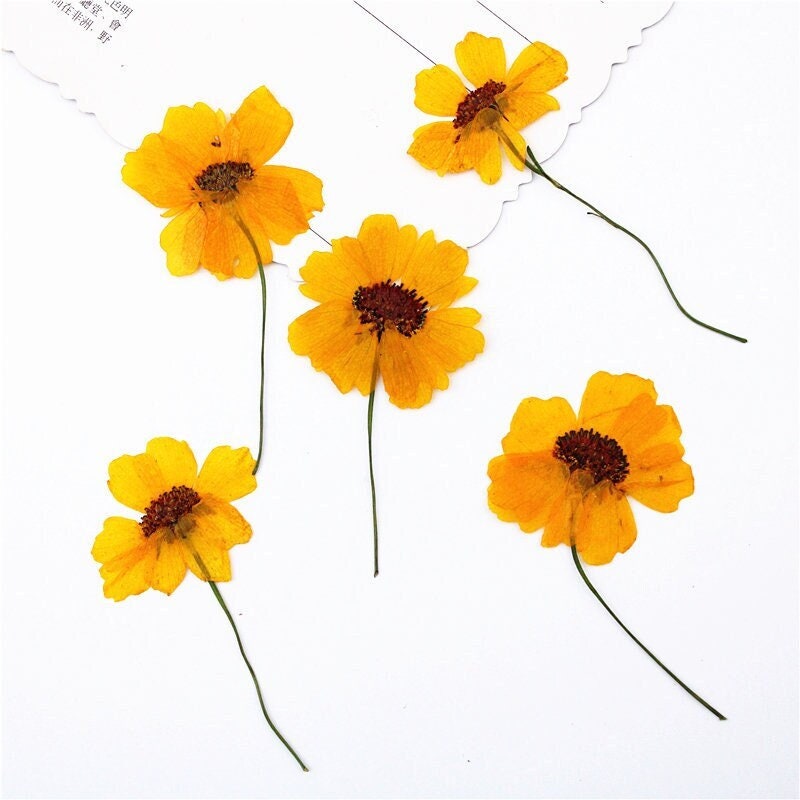 Pressed Chrysanthemum Flowers: Dark Yellow Dried Flower Stems, Set of 6